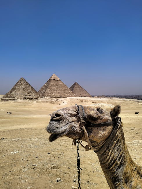 Close-up of a camel in the desert with the iconic Great Pyramids of Giza in the background under a clear blue sky.